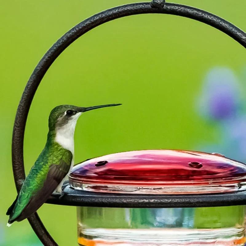 Simple Hummingbird Water Dispenser Made of Metal by BowLift