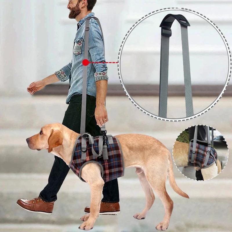 Orthopedic strap for hind legs by Bowlift