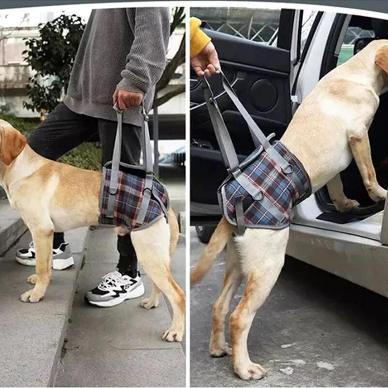 Orthopedic strap for hind legs by Bowlift