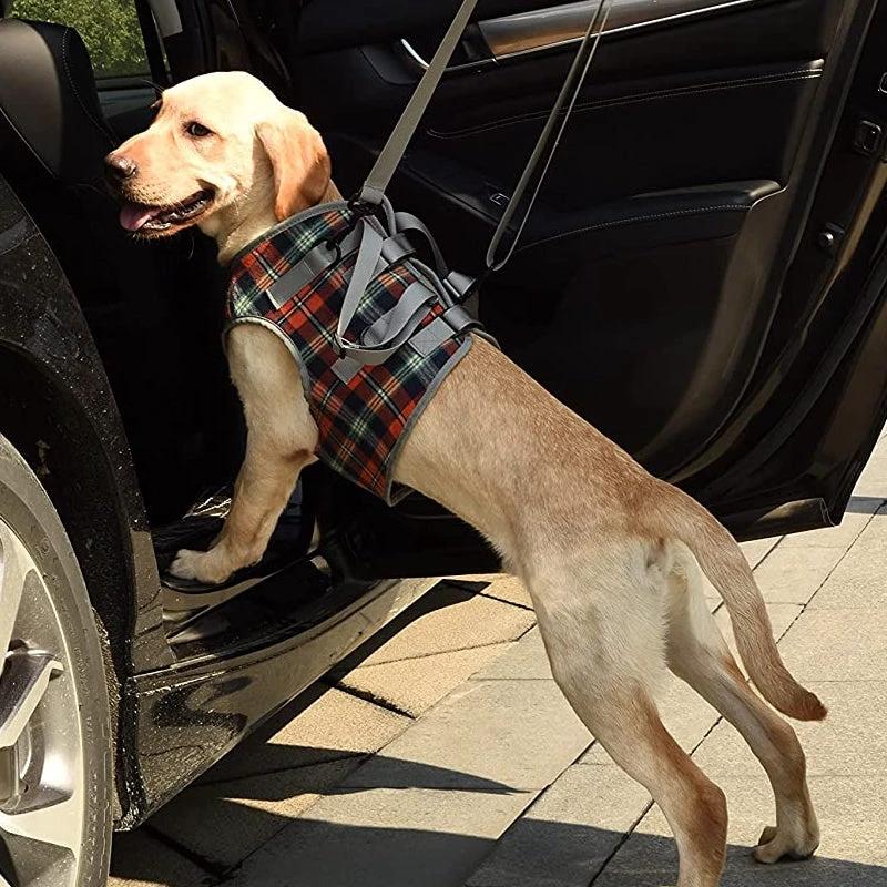 Orthopedic strap for hind legs by Bowlift