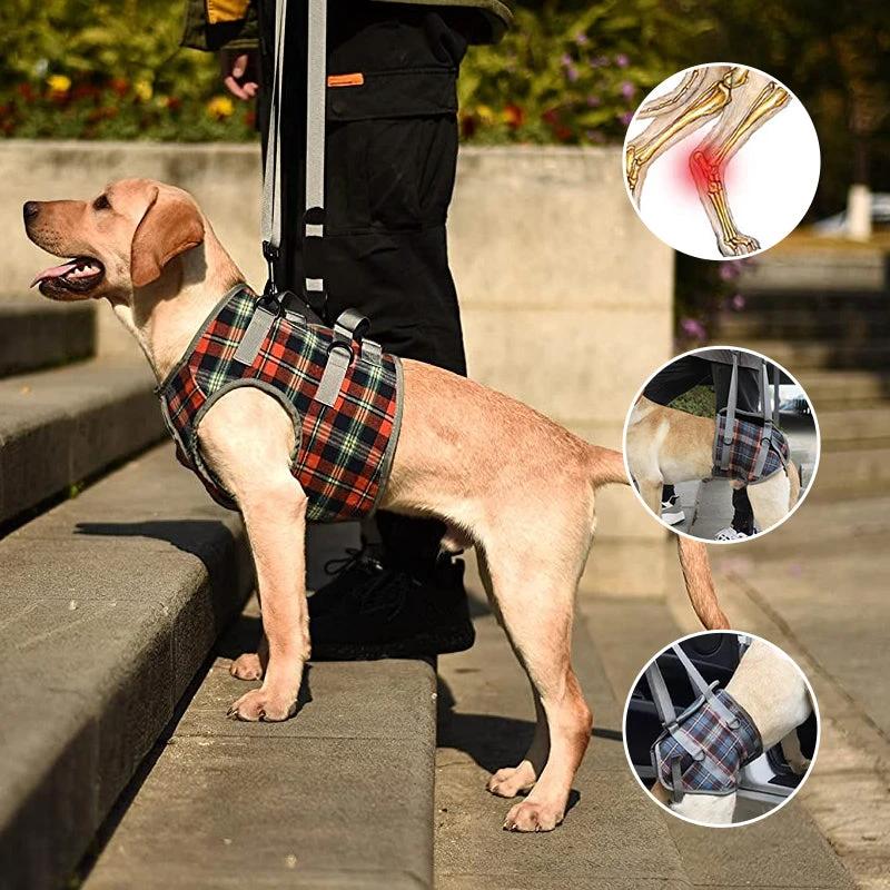 Orthopedic strap for hind legs by Bowlift