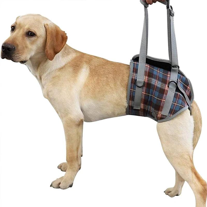 Orthopedic strap for hind legs by Bowlift
