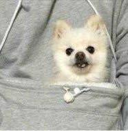 The Doggie Kangaroo Hoodie by Bowlift