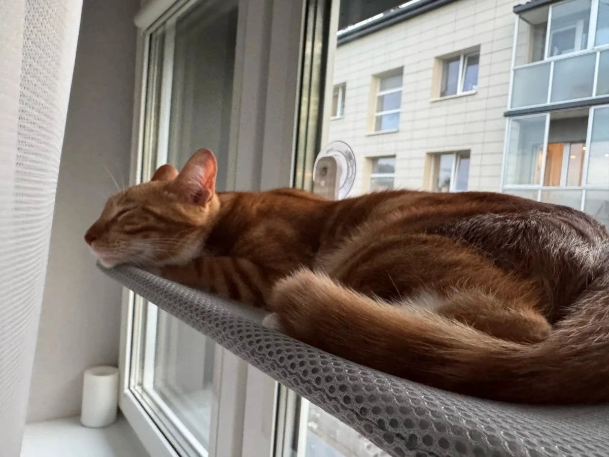 PAWPERCH – Foldable Cat Hammock with Wall-Friendly Mount | No-Drill Window Seat by BowLift