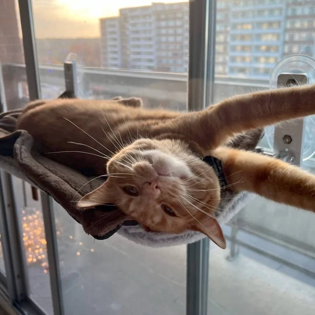 PAWPERCH – Foldable Cat Hammock with Wall-Friendly Mount | No-Drill Window Seat by BowLift