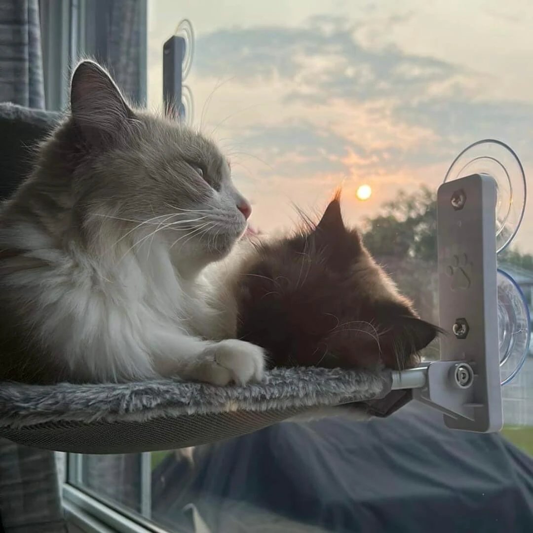PAWPERCH – Foldable Cat Hammock with Wall-Friendly Mount | No-Drill Window Seat by BowLift