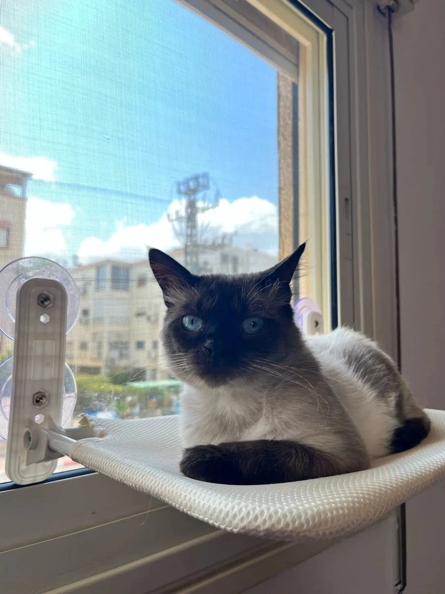 PAWPERCH – Foldable Cat Hammock with Wall-Friendly Mount | No-Drill Window Seat by BowLift