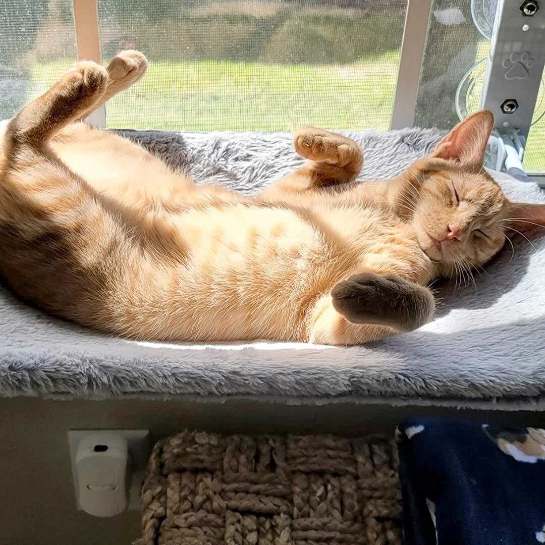 PAWPERCH – Foldable Cat Hammock with Wall-Friendly Mount | No-Drill Window Seat by BowLift