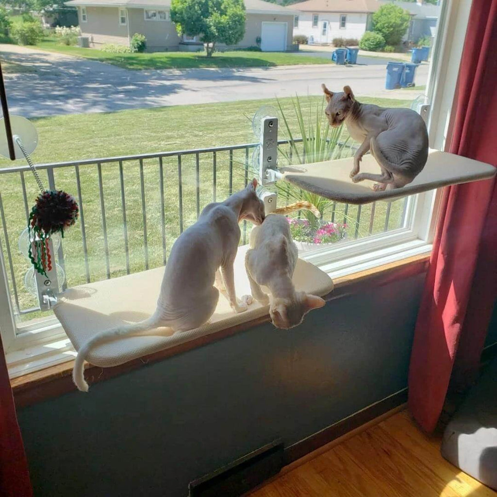 PAWPERCH – Foldable Cat Hammock with Wall-Friendly Mount | No-Drill Window Seat by BowLift