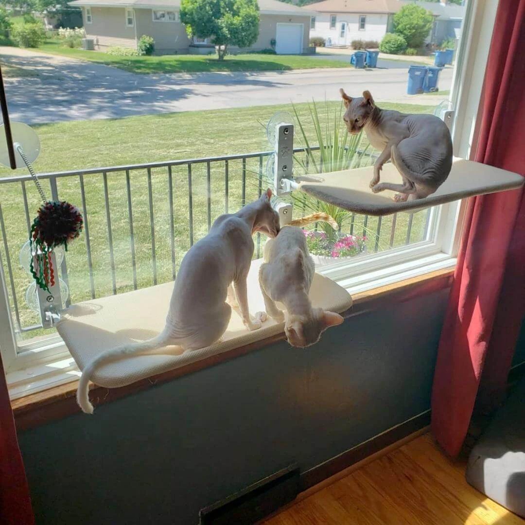 PAWPERCH – Foldable Cat Hammock with Wall-Friendly Mount | No-Drill Window Seat by BowLift