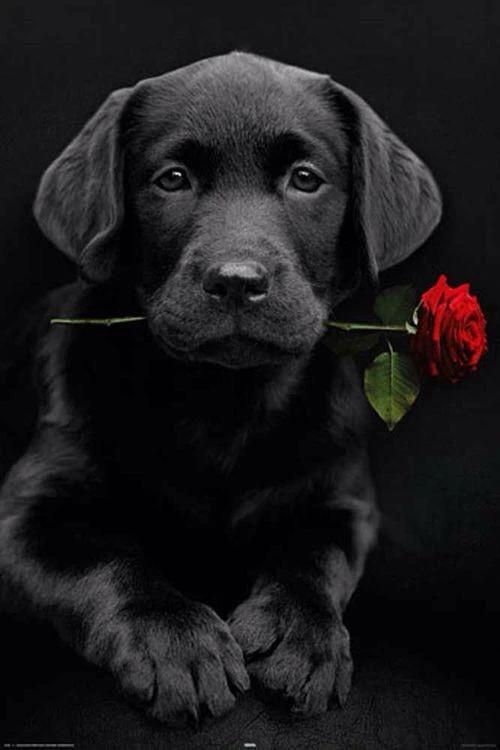 It's a Dog's Life - GemPaint Kit by Bowlift