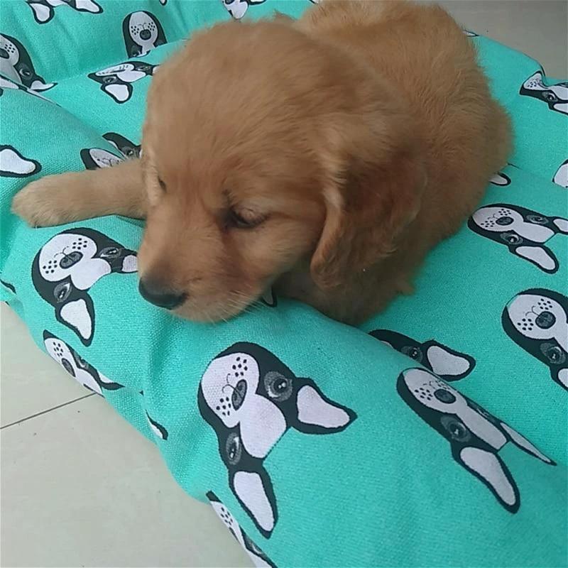 Henry - Pet Bed Cushion by Bowlift