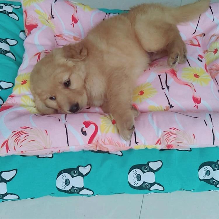 Henry - Pet Bed Cushion by Bowlift