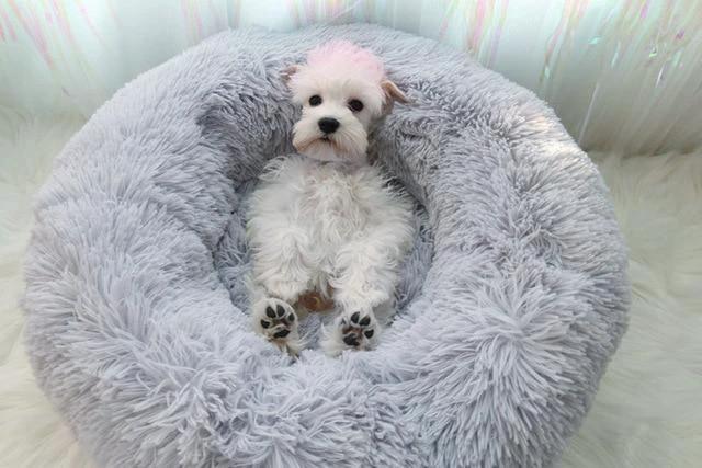 Mini - Round Fluffy Plush Pet Bed by Bowlift